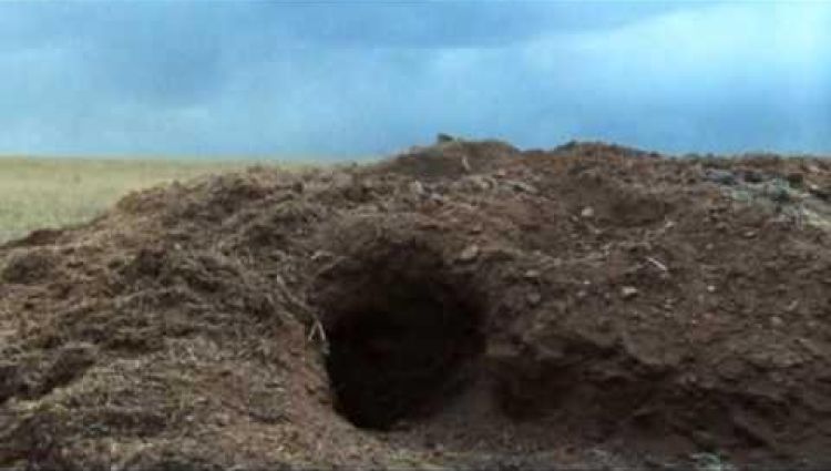 Трейлер