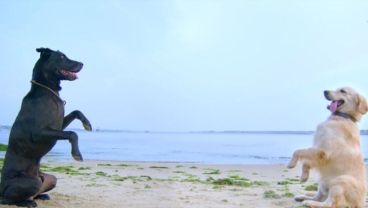 Трейлер (рус.)