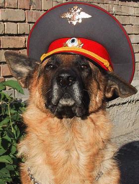 Ко мне, Мухтар