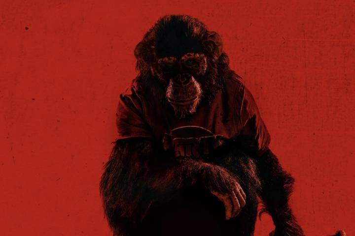 Неприятности с обезьянкой, кровь в бассейне и бешенство в хорроре «Примат»